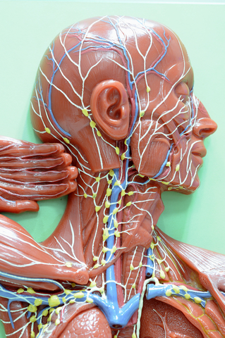 Manual Lymphatic Drainage Video Series (Video Download)